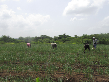 Farming