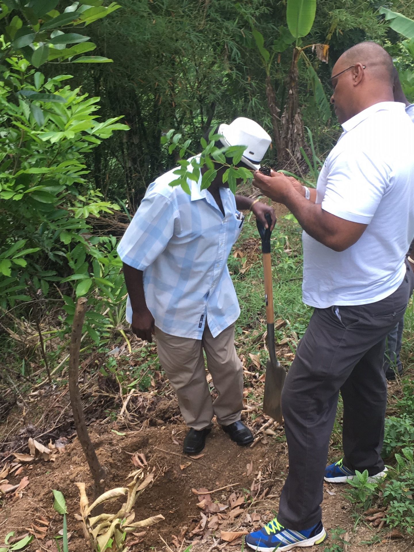 Read more about the article Reforesting the degraded Upper Rio Minho Watershed in Clarendon