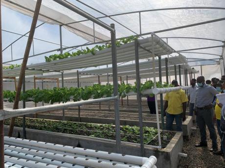 Read more about the article Earth Today | Aquaponics taking off at College of Agriculture, Science and Education